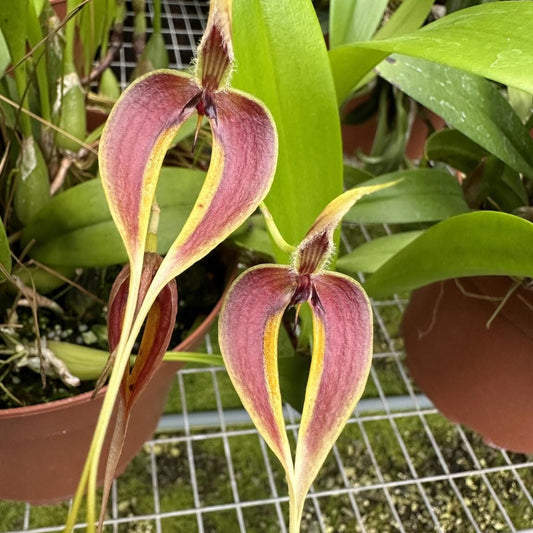 Bulbophyllum maxillare – Unique Miniature Orchid | Collector’s Species  Mounted or Potted Orchid Plant