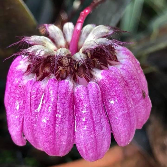 Bulbophyllum auratum ‘Pink’ – Rare Miniature Orchid | Unique Pink Blooms