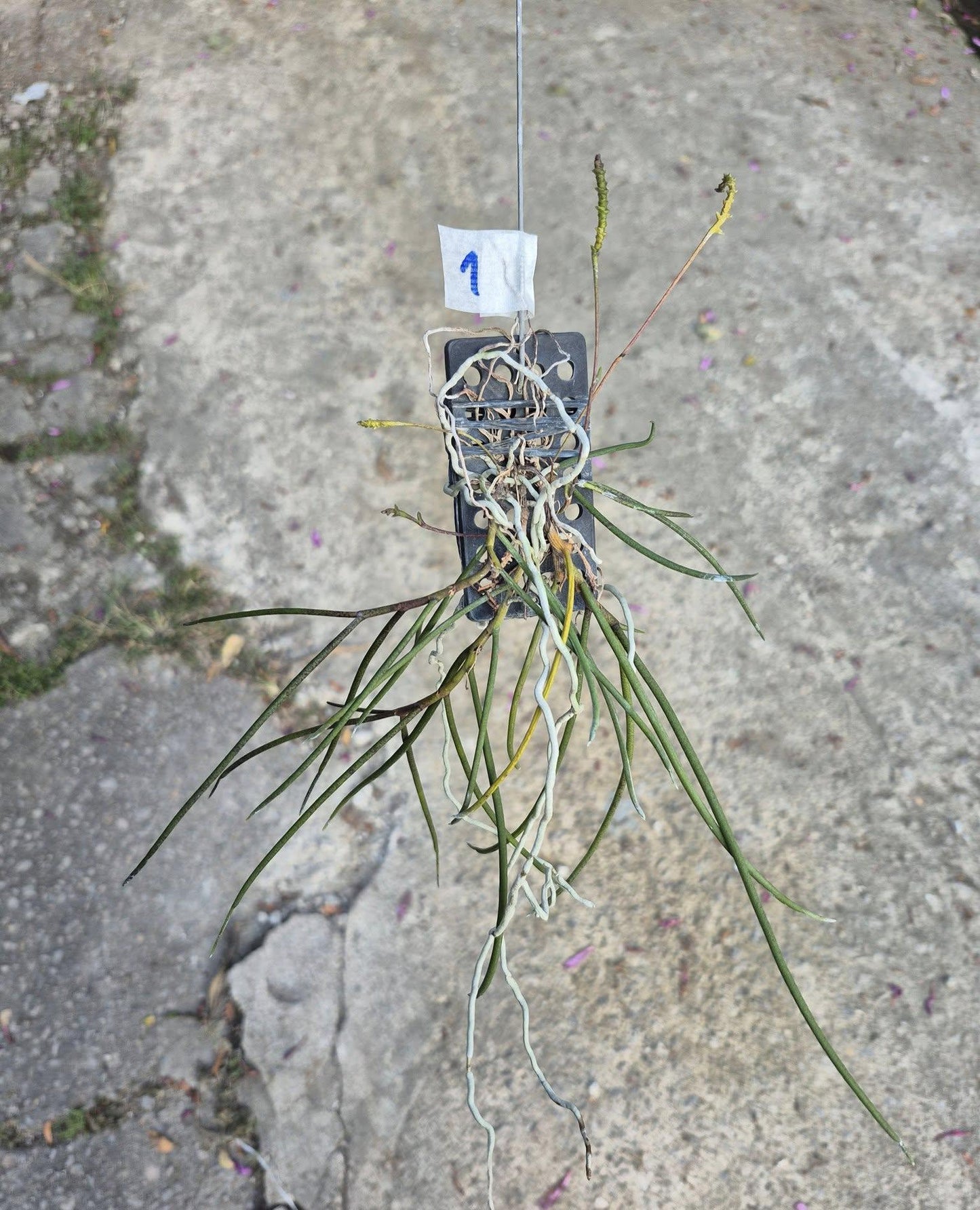 Thrixspermum filiforme – Rare Miniature Orchid | Collector Species