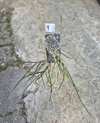 Thrixspermum filiforme – Rare Miniature Orchid | Collector Species