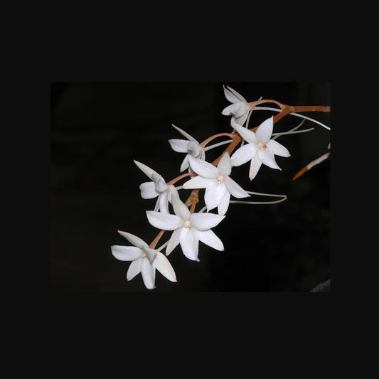 Aerangis biloba – Miniature African Orchid | Fragrant White Blooms