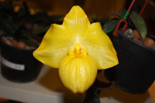 Paphiopedilum armeniacum – Yellow Slipper Orchid | Rare & Fragrant Species