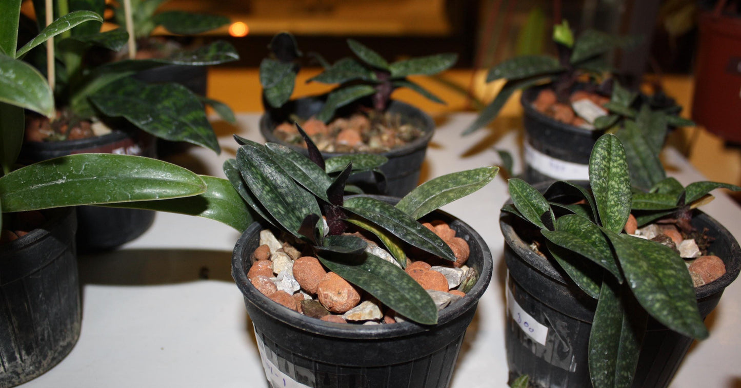 Paphiopedilum armeniacum – Yellow Slipper Orchid | Rare & Fragrant Species