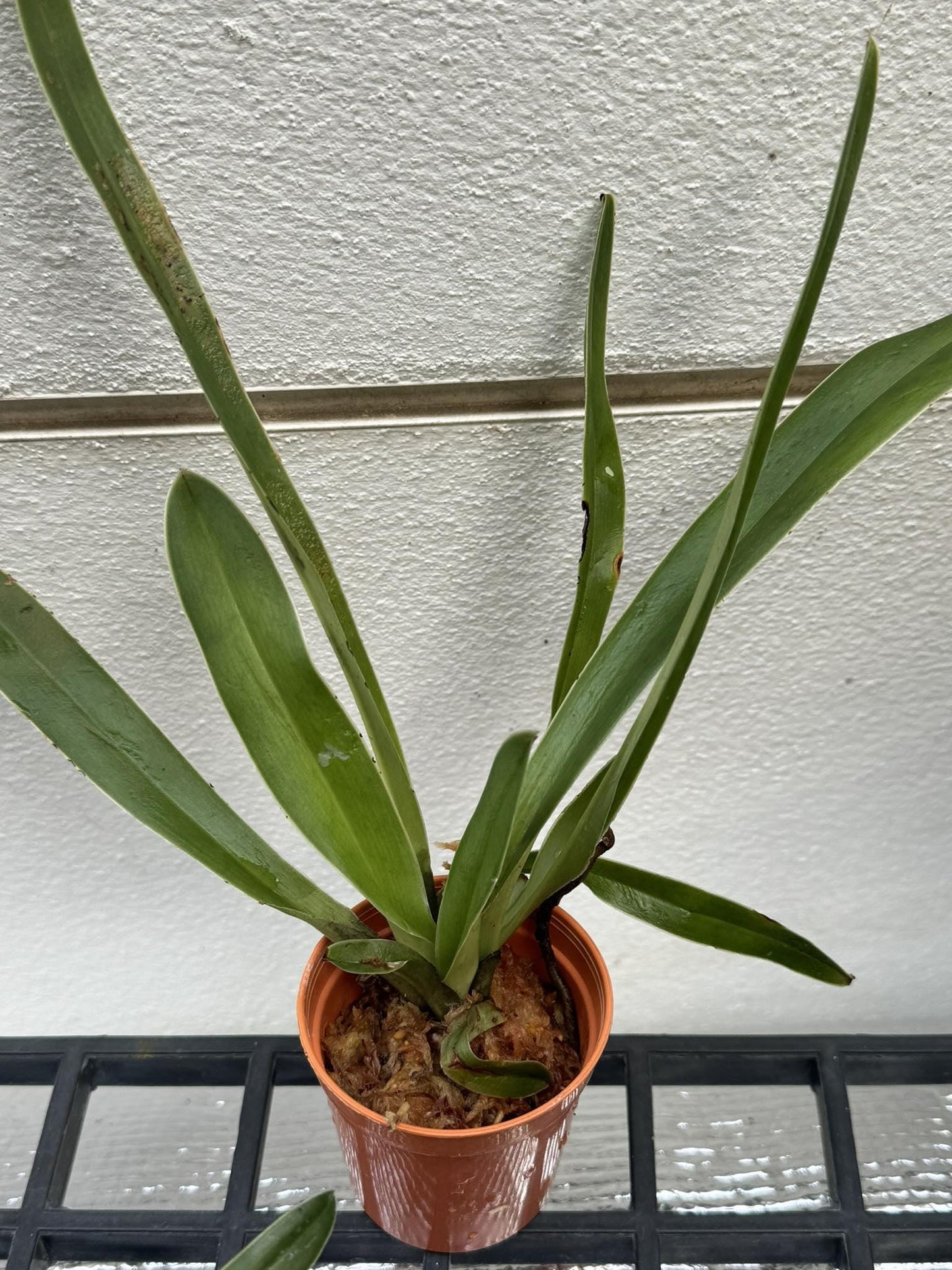 Paphiopedilum henryanum – Slipper Orchid | Rare & beauty Species