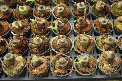 Pleione maculata (The Spotted Pleione) Orchid  Rare & beauty Species