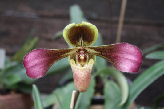 Paphiopedilum hirsutissimum orchid  1 plant collection and home decore
