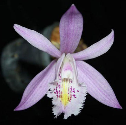 Pleione praecox (Pink Pleione) Orchid  Rare & beauty Species