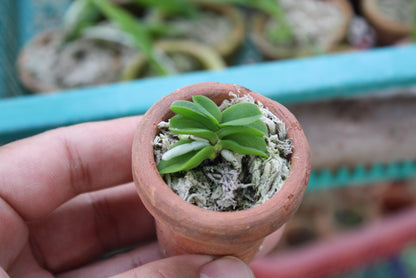 Schorchis fragrans Fragrant Schoenorchis, is a miniature orchid  1 Plant