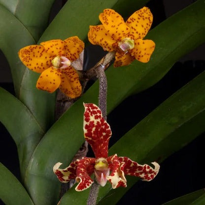 Dimorphorchis lowii   ディモルフォルキス　ロウィ